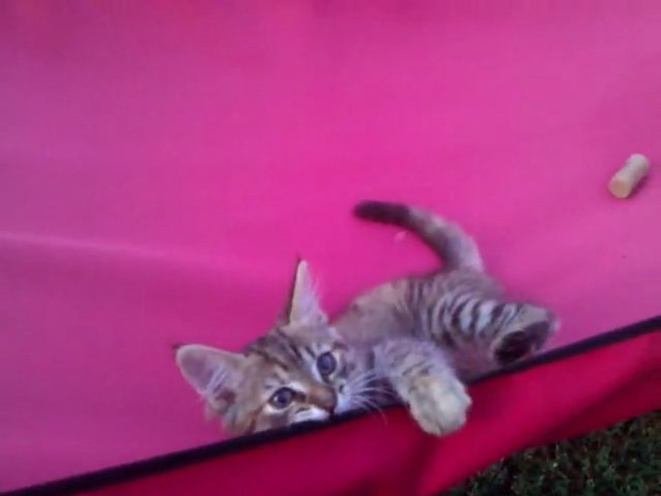 Ma chatte "poilue" 2