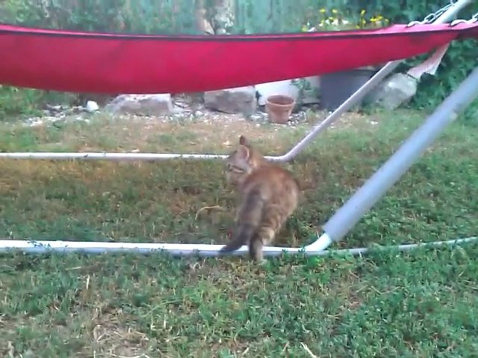 Ma chatte "poilue" 3