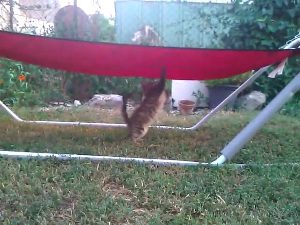 Ma chatte "poilue" 4