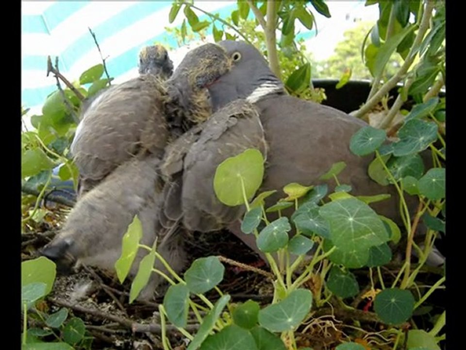 palombes ou pigeons ramiers. Une belle histoire d'un couple de tourtereaux