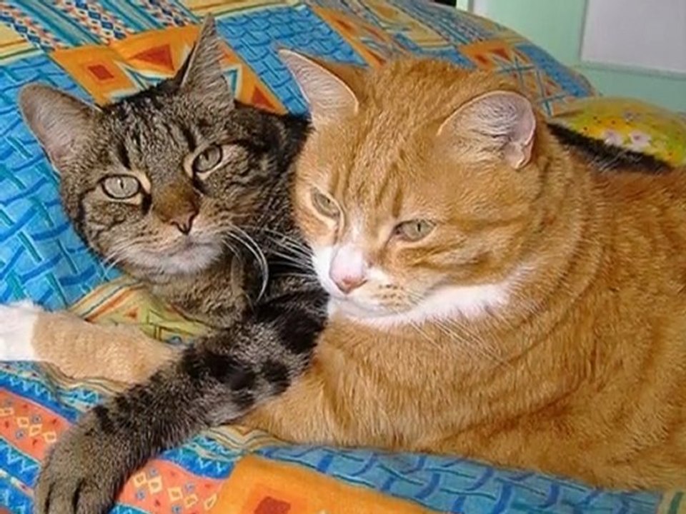 Mes chats, la fratrie
