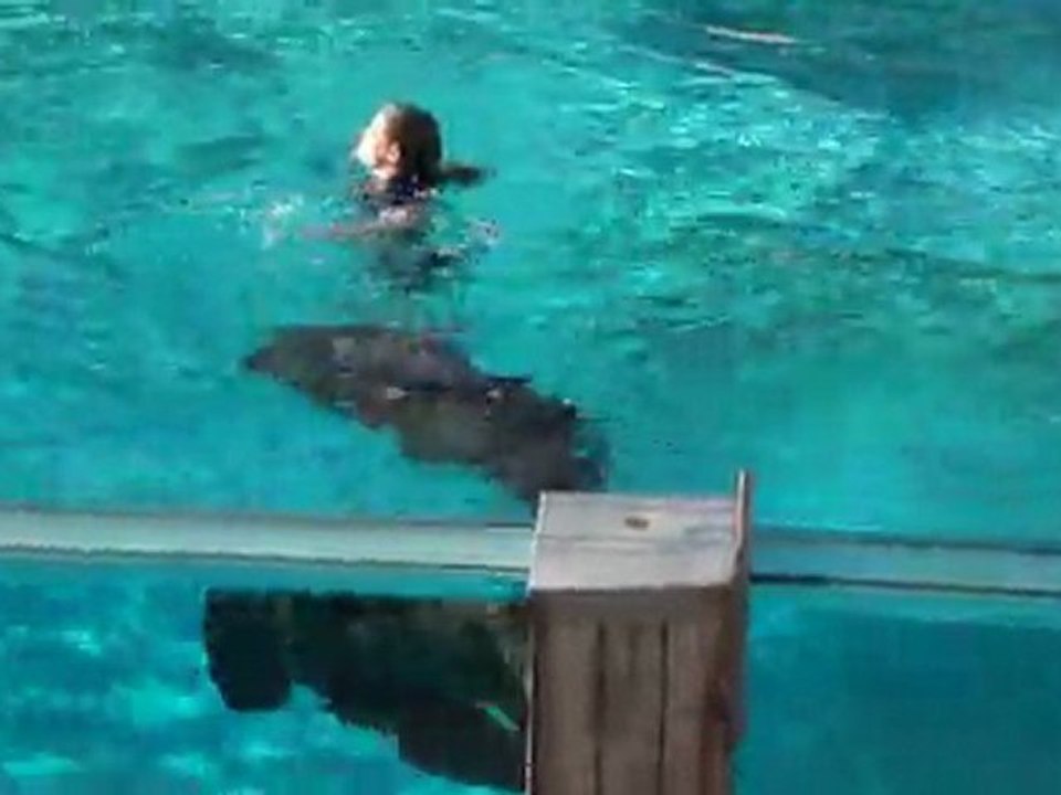 Spectacle d'otaries au Zoo d'Amnéville (en Lorraine, entre Metz et Luxembourg)