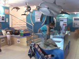 Biólogos croatas luchan por salvar a los delfines
