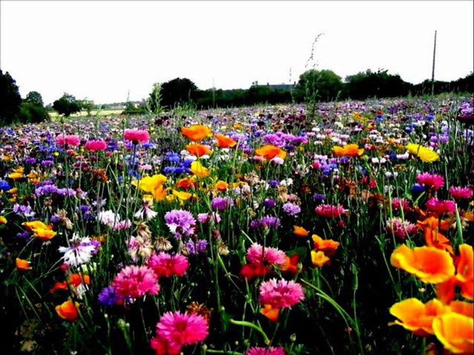 Cengiz Sönmez - Yükü Agir ve Yorgun Bir Gemi Gibi