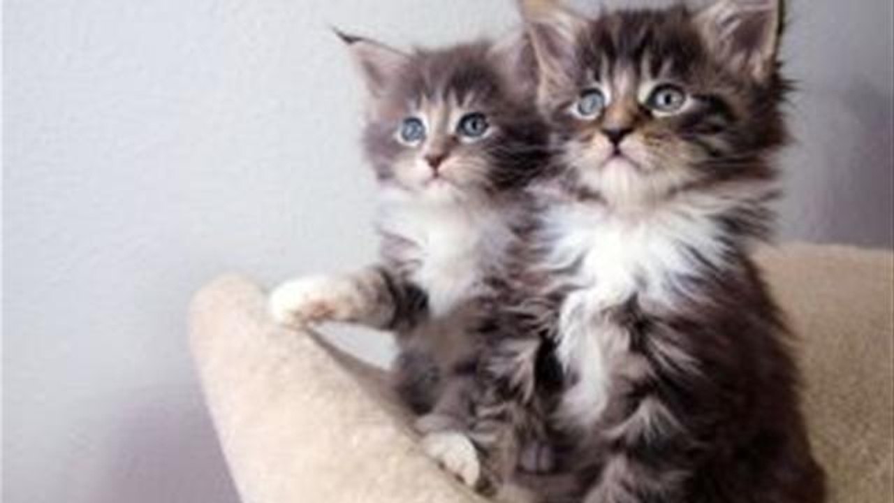 How To Teach A Cat To Use A Litter Tray