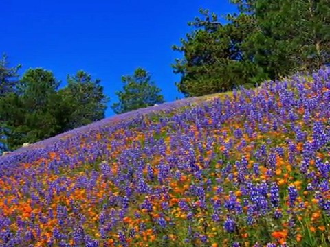 NURULLAH AKÇAYIR-YAZIN YAĞAR KAR BAŞIMA