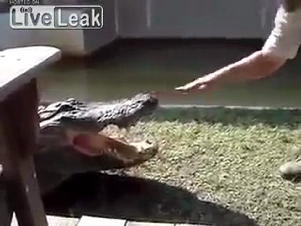 Alligator-Snap fAIL