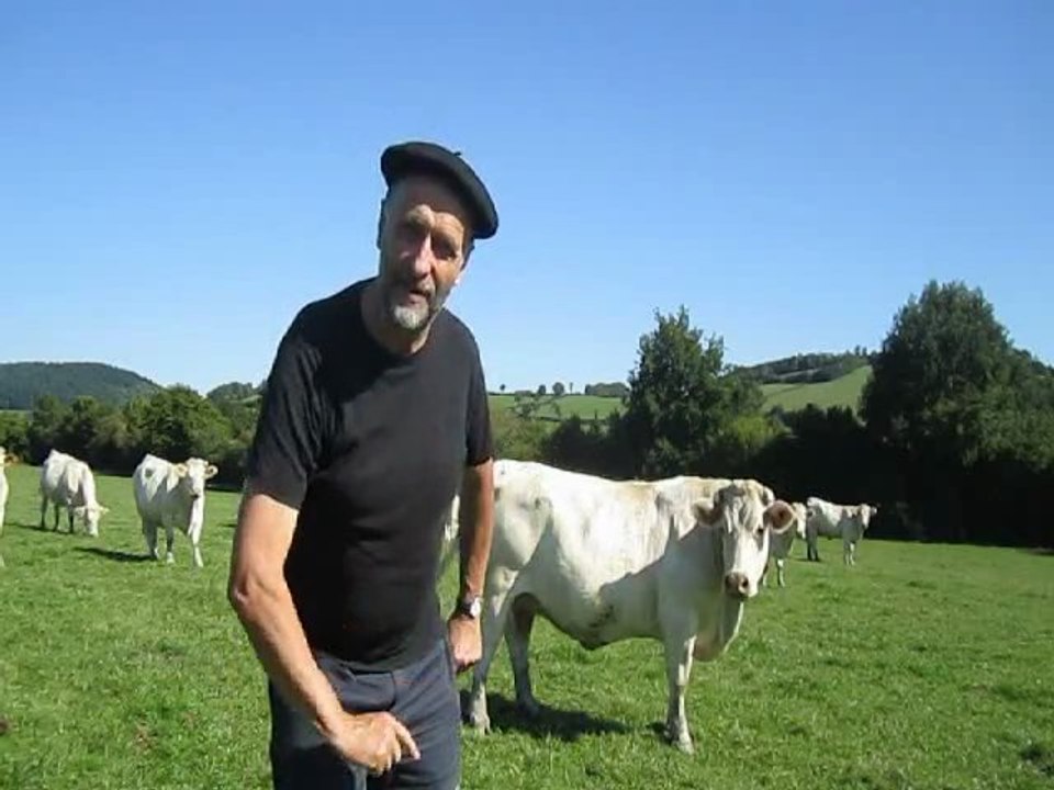 Des vaches qui broutent. Si, si !