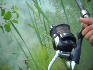 peche a la carpe 2011