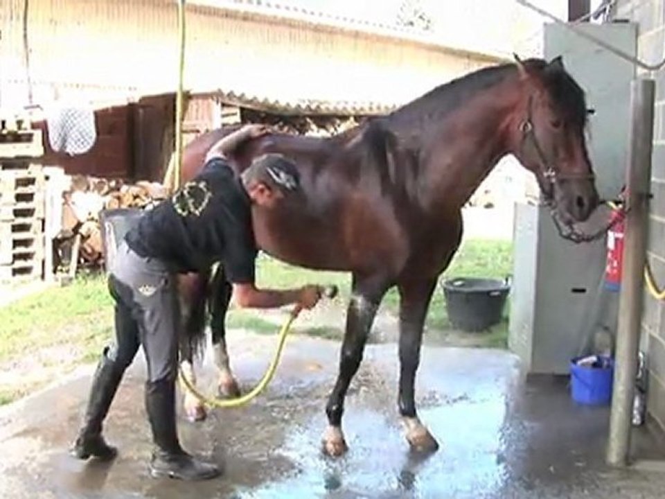 Le Haras de la chaumière-Dressage et vente chevaux Nord