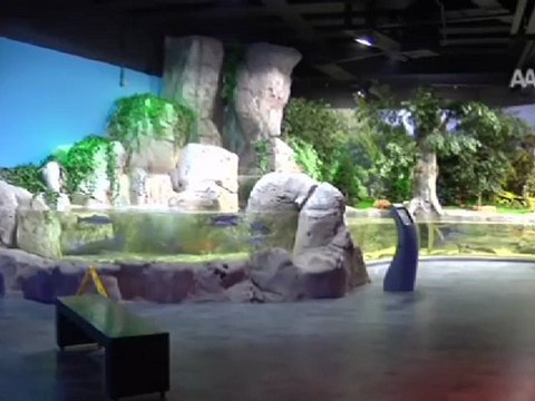 Akvaryuma yoğun ilgi