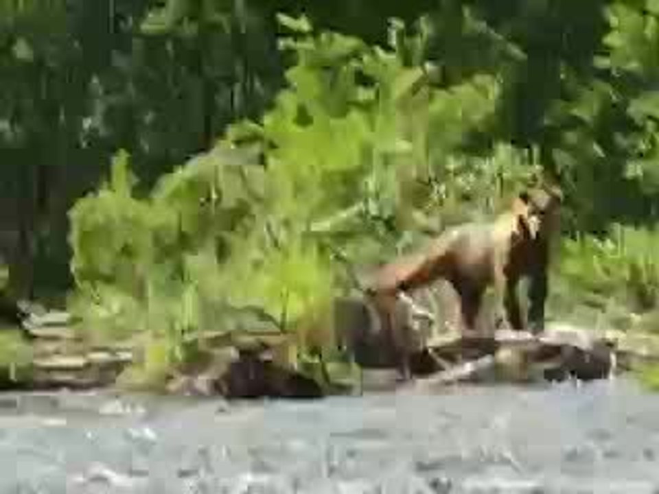 flash back kamchatka