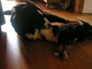 Gina-Gwen et sa maman Auda T'Douce des Mystères du Vieux Saule