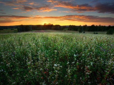 Русское поле