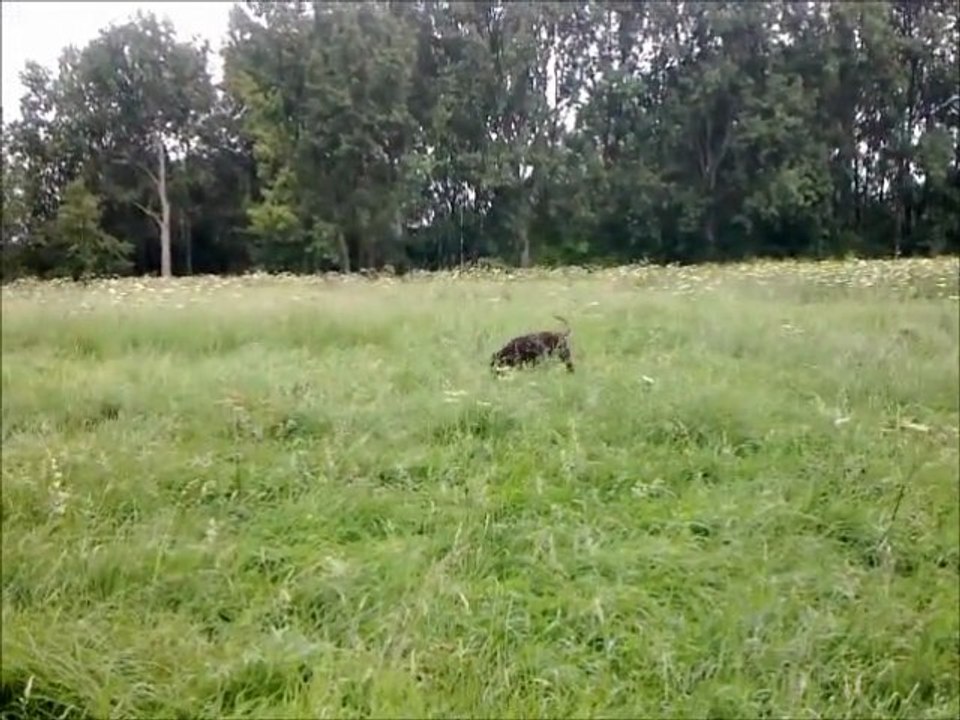 Le petit Bibi dans la prairie