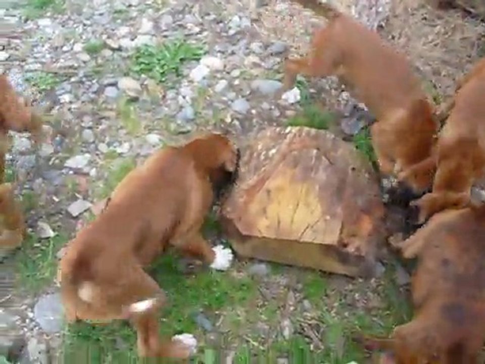 chiots 11 semaines
