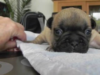 Groseille petit bouledogue français