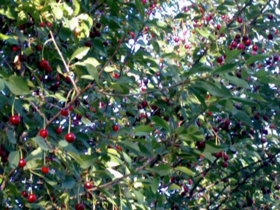 Yalan dunyanin cennet kosesi