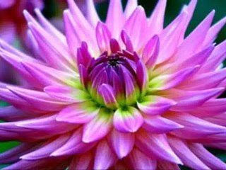 North York Home - Conacher Dr