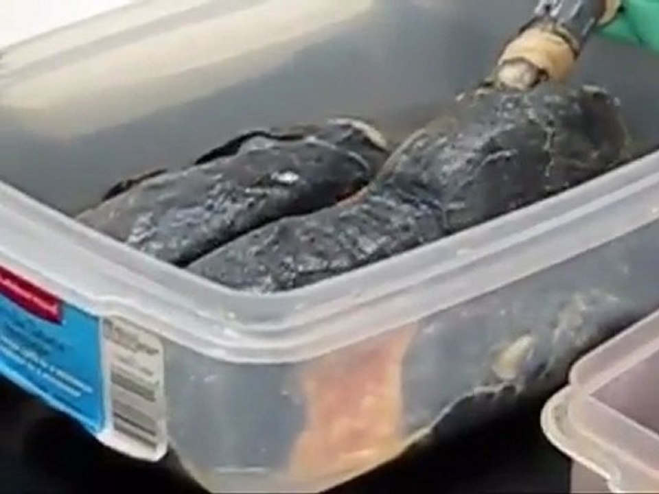 Rauchen Lunge gegen gesunde Lunge Fail