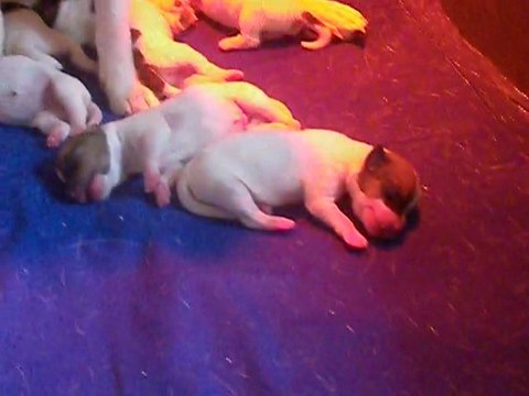 7 bébés jack russell LOF