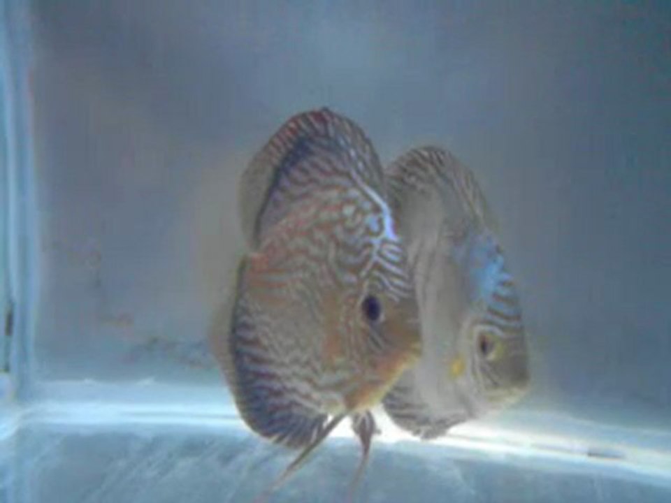 Piwo red turkuaz cıft ve bebelerı