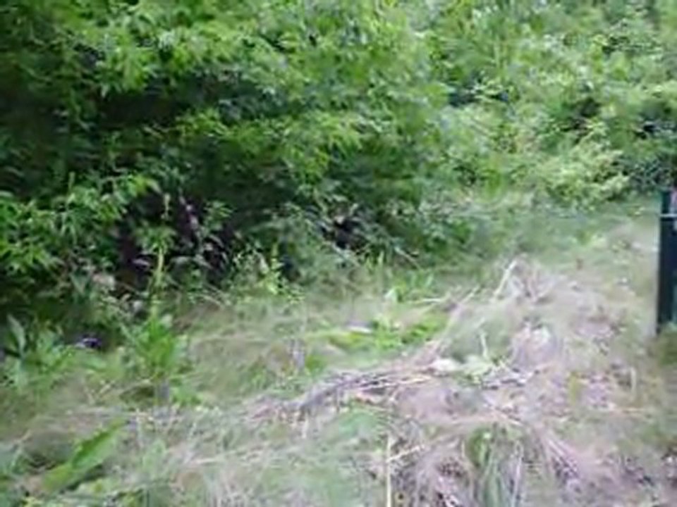 Jenny hat die Affen gefilmt