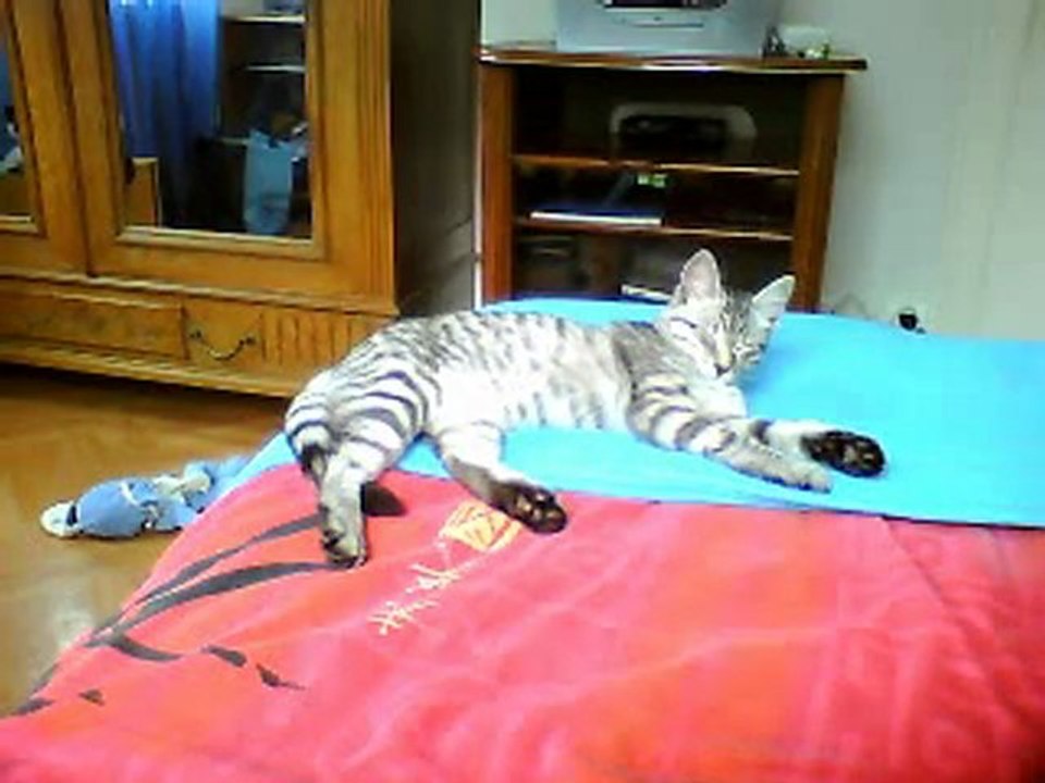 Souvenir de mon chat et un autre truc