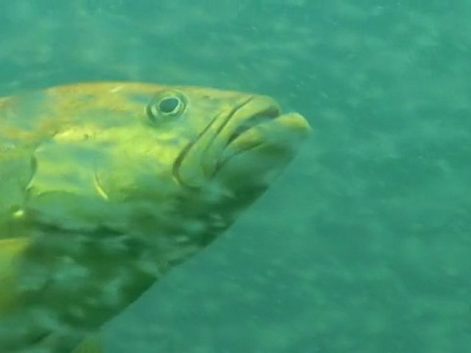 aquarium marin1