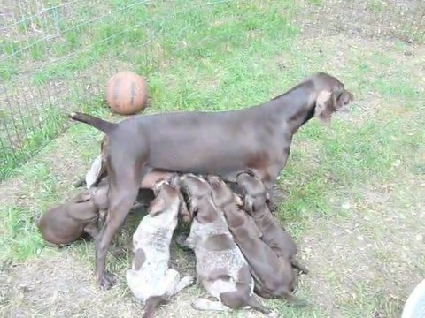 Chiots Braque Allemand à la tétée