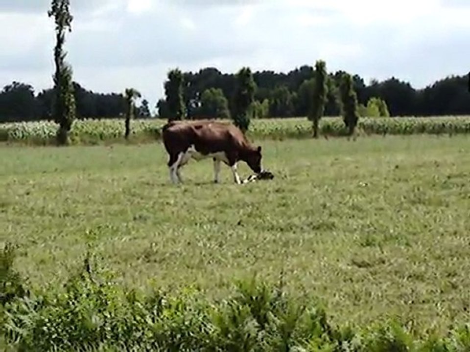 Jour12-Veau1 Annemasse -> Pointe du Raz