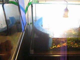 algea turf scrubber (santa monica filter) DIY _ 2