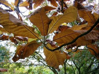 Rabah Asma 1992: Ma tecfiḍ