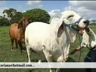 1_HACIENDA LA VITTORIANA LA PASIÓN DEL BRAHAMAN AGOSTO 23 DE 2011