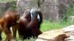 Orangutan cools itself with towel