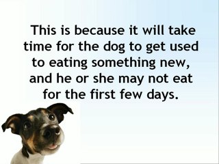 Dog Food for Allergies