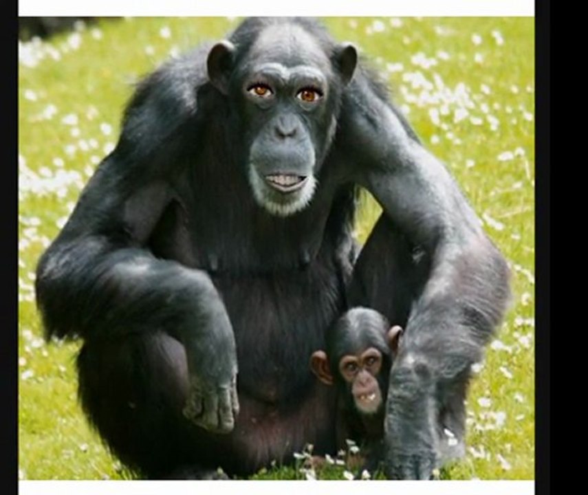Crazy Talk - Le Pen - Song By Sebeat production