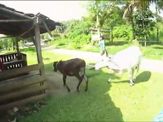 The Mandiri Beach Club, Surf Camp on South Sumatran beach break