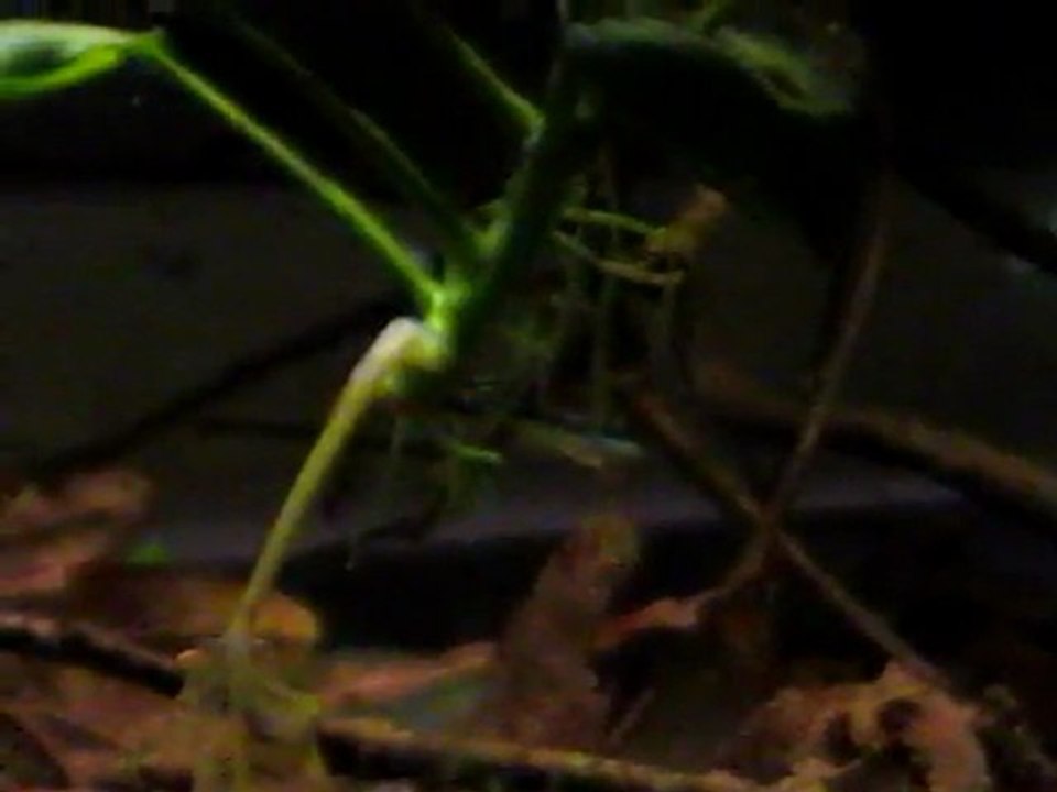 Dicrossus_filamentosus3