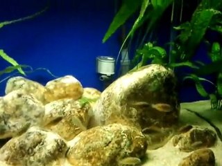 İlangilerim büyüyor.:))