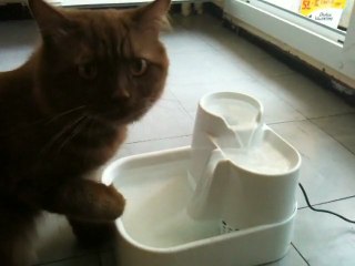 Fever british longhair cinnamon et sa fontaine à eau