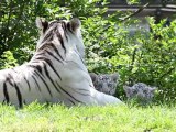 Zoo de Maubeuge : Première sortie des bébés tigres blancs