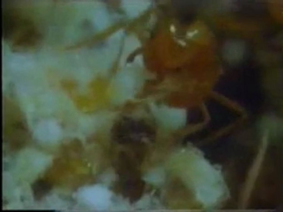 Antibiyotik üreten karıncalar