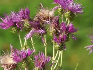 Fleur Nex VG10  SONY