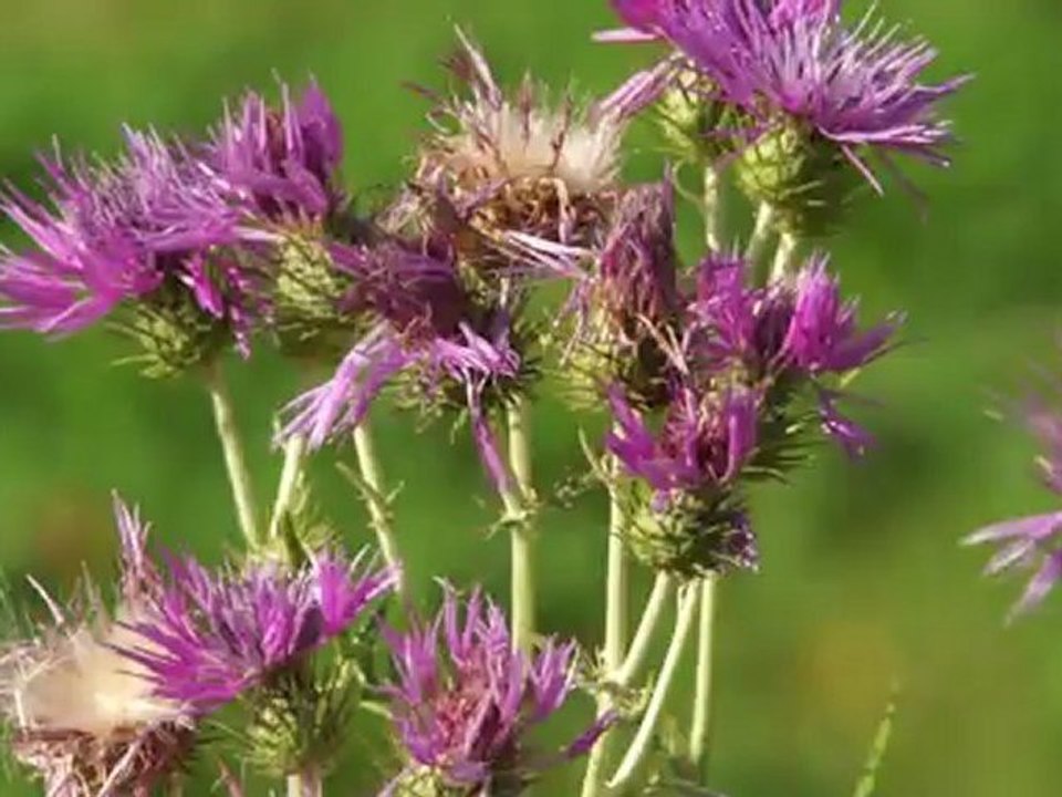 Fleur Nex VG10  SONY