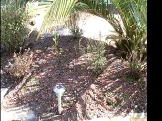 Reharvest Garden Mulch Auckland NZ