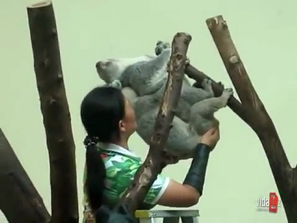 Szar meló  koala kúrósegéd