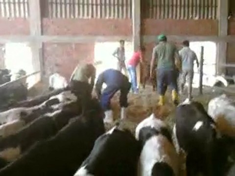 ADAPAZARI HAYVAN PAZARI TEL: 0546 851 6657