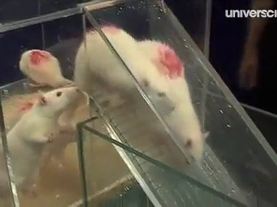 Expérience des rats plongeurs - didier desor