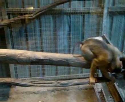 avec un singe albinos